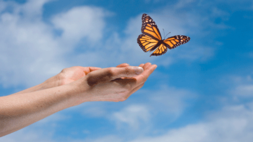 butterfly-spring