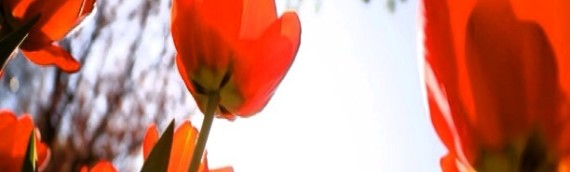 Stop and smell the flowers..